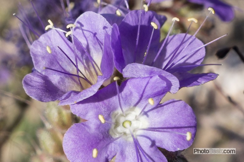 Purple flower close-up, Lake Mead National Recreation Area, Nevada, USA.